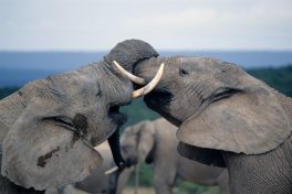 Multivisionsschau "Südafrika - Die Welt in einem Land"